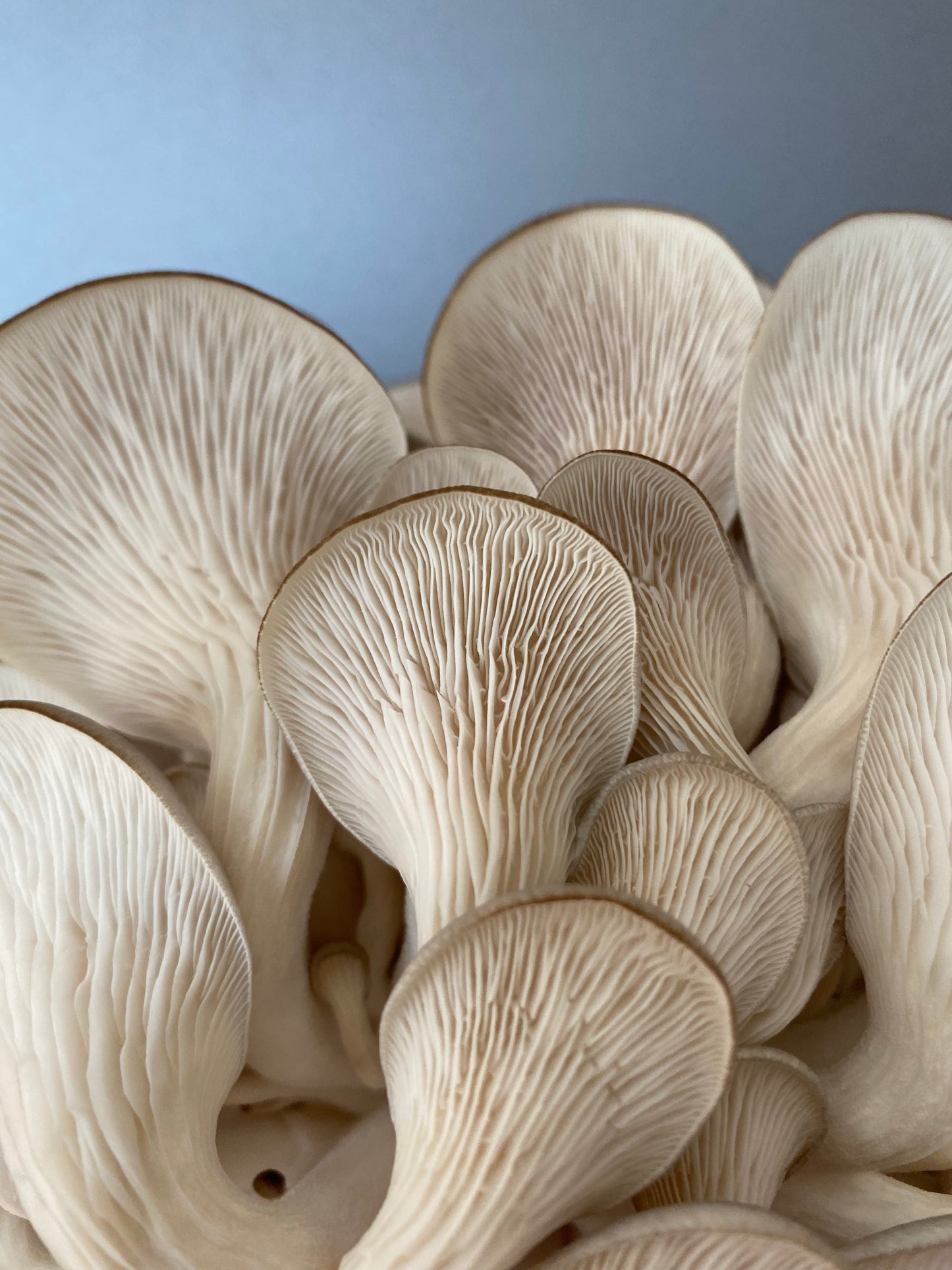 Grybų auginimo rinkinys - Gluosninė kreivabudė