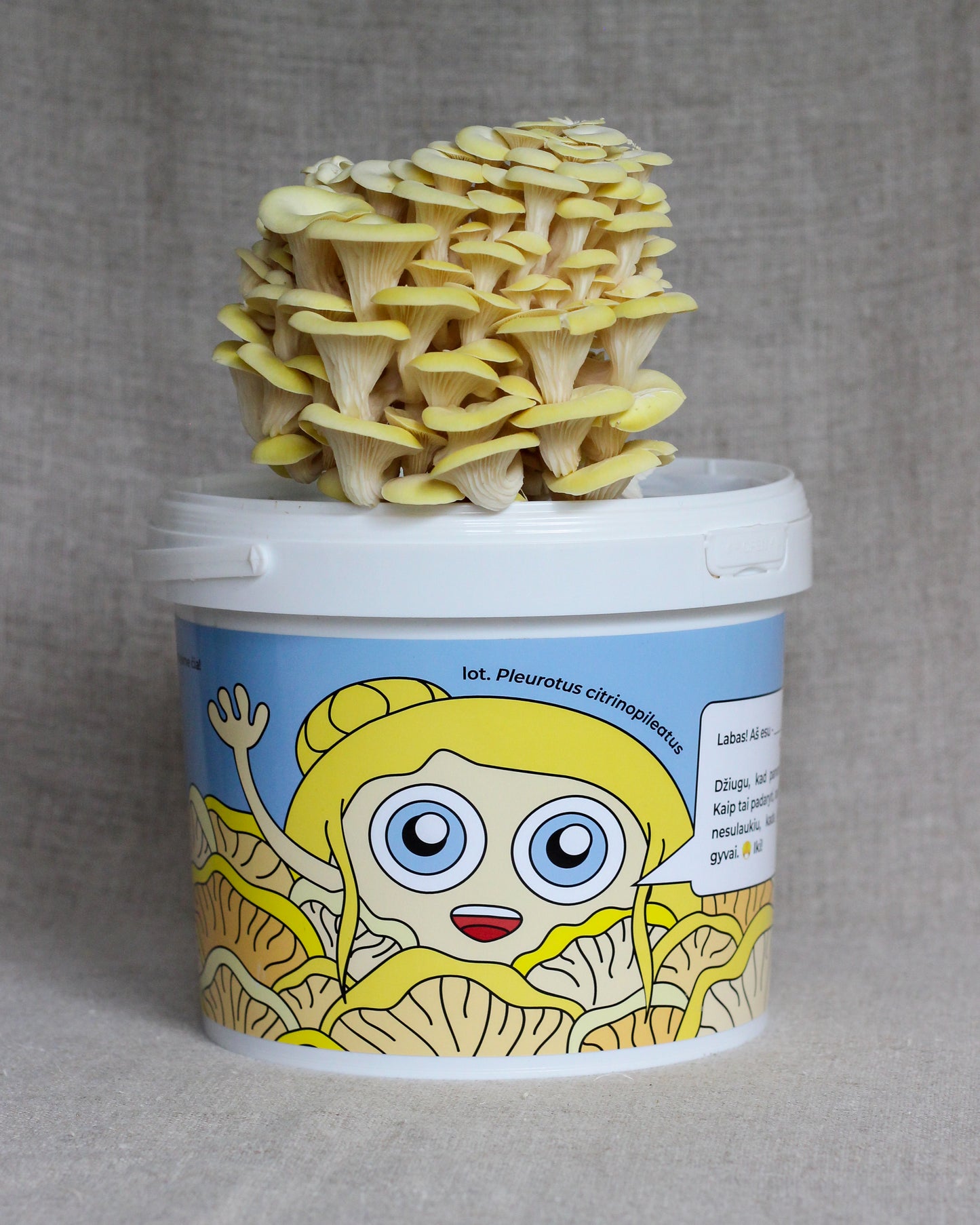 EGZOTIŠKOS KALĖDOS - Grybų auginimo rinkinių derinys