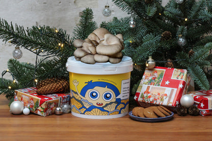 Grybų auginimo rinkinys - Gluosninė kreivabudė