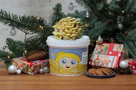 Grybų auginimo rinkinys - Citrininė kreivabudė