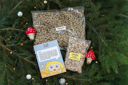 Grybų auginimo rinkinys - Citrininė kreivabudė