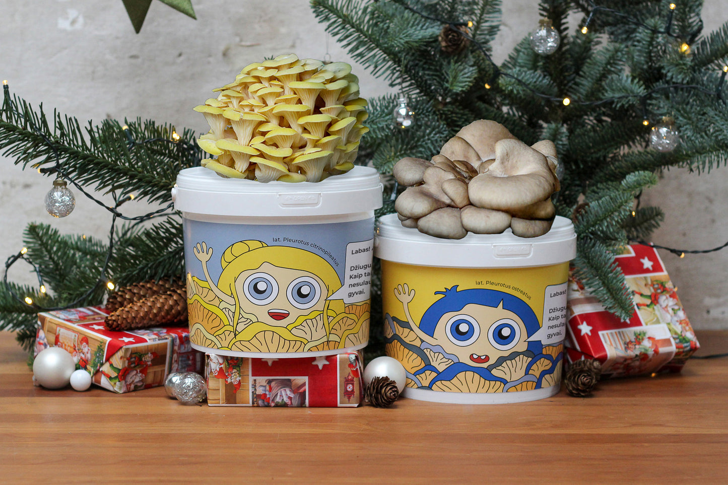 AUKSINĖ KALĖDŲ PAŠVAISTĖ - Grybų auginimo rinkinių derinys