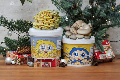 AUKSINĖ KALĖDŲ PAŠVAISTĖ - Grybų auginimo rinkinių derinys