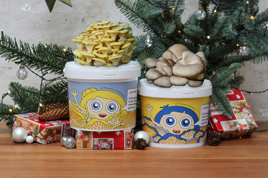 AUKSINĖ KALĖDŲ PAŠVAISTĖ - Grybų auginimo rinkinių derinys