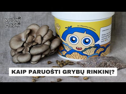 Grybų auginimo rinkinys - Citrininė kreivabudė (IŠANKSTINIS PARDAVIMAS)